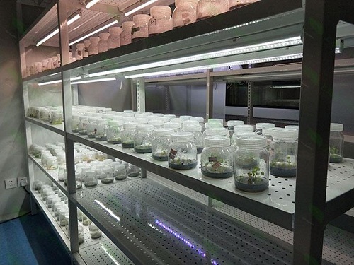 山丹植物组织培养实验室设计建设方案